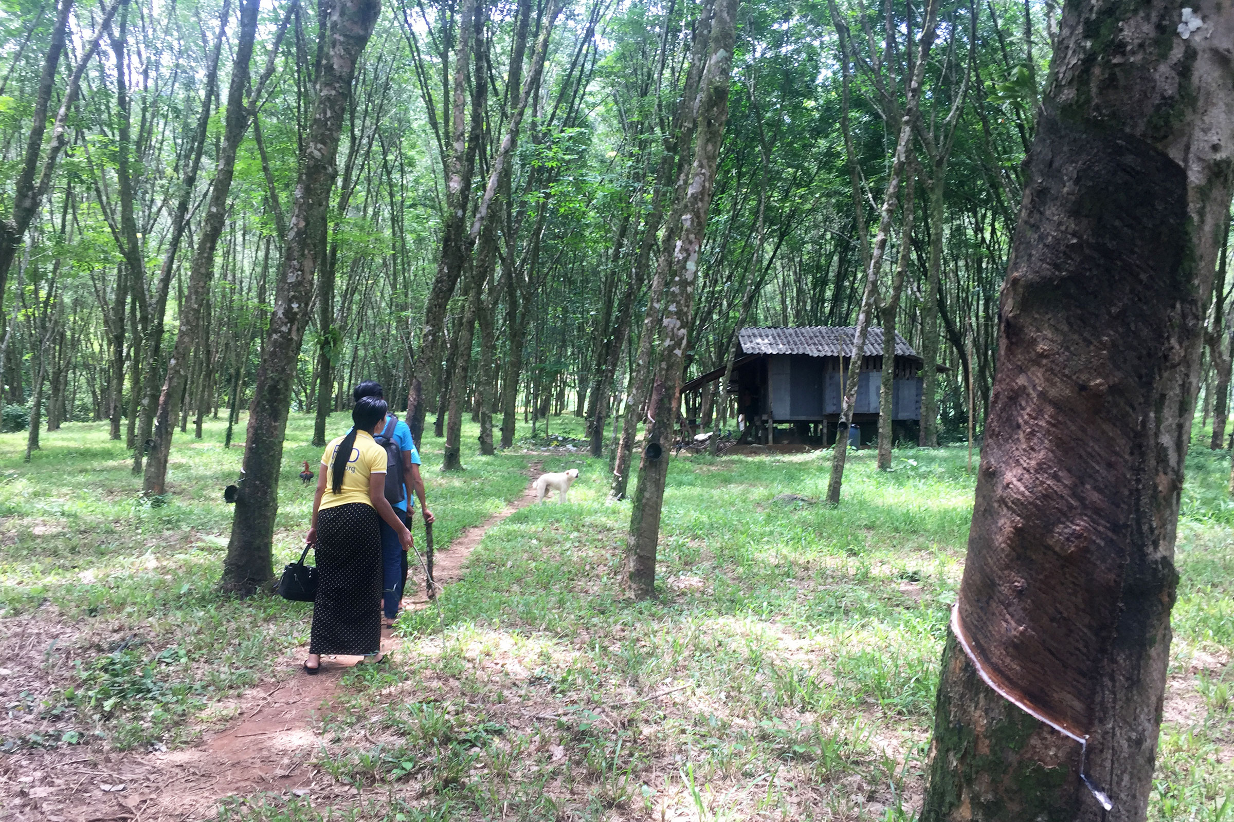 Living in the rubber plantation